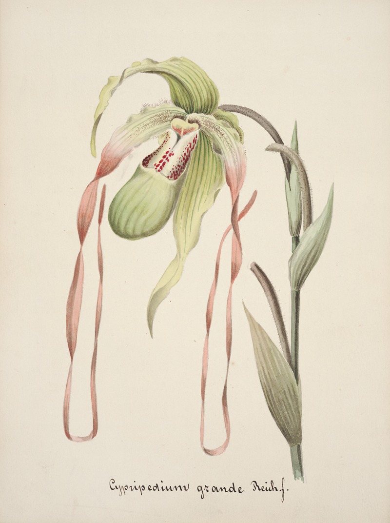 Collection d'orchidées Pl.28 by Anonymous — digital art print download