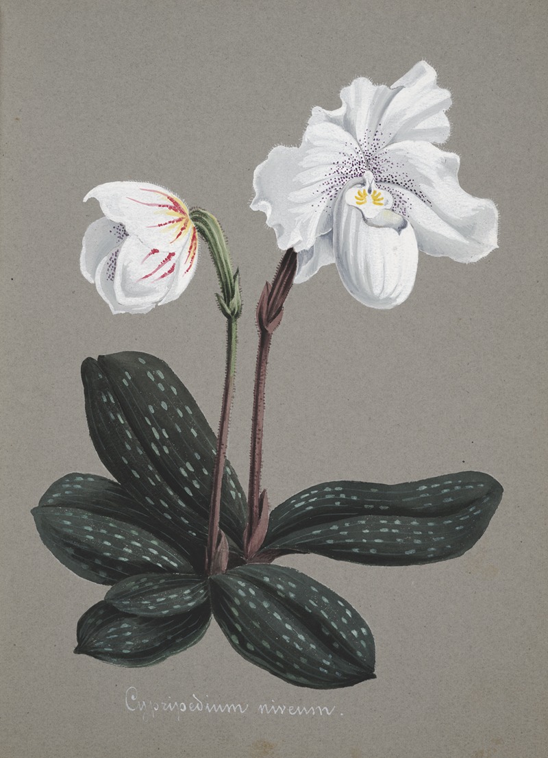Collection d'orchidées Pl.29 by Anonymous — digital art print download