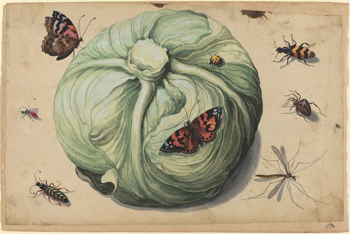 Head of Cabbage with Insects by Аноним — digital art print download