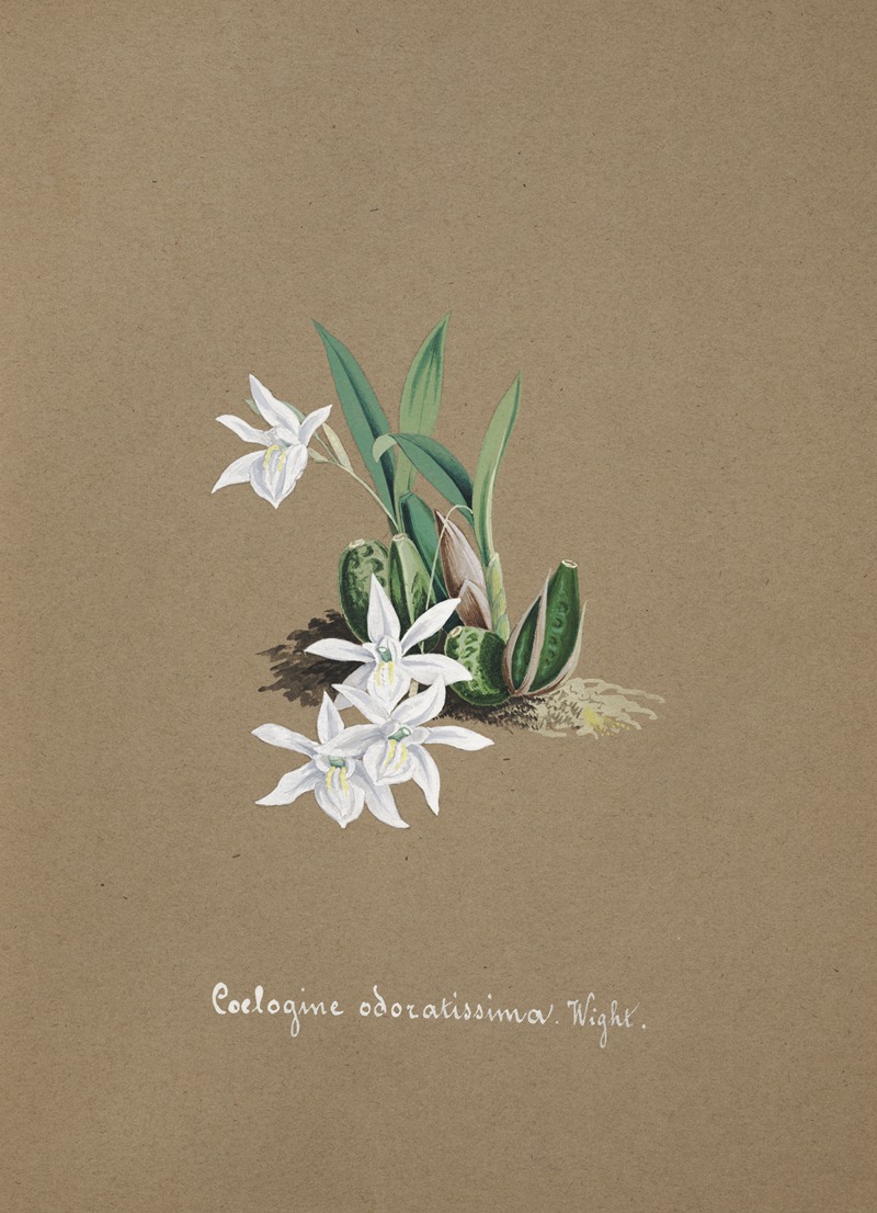Collection d'orchidées Pl.30 by Anonymous — digital art print download
