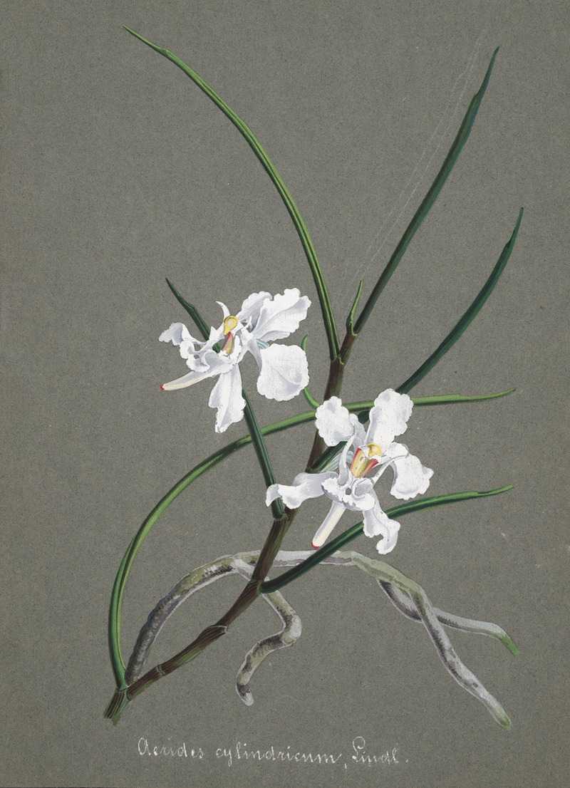 Collection d'orchidées Pl.31 by Anonymous — digital art print download