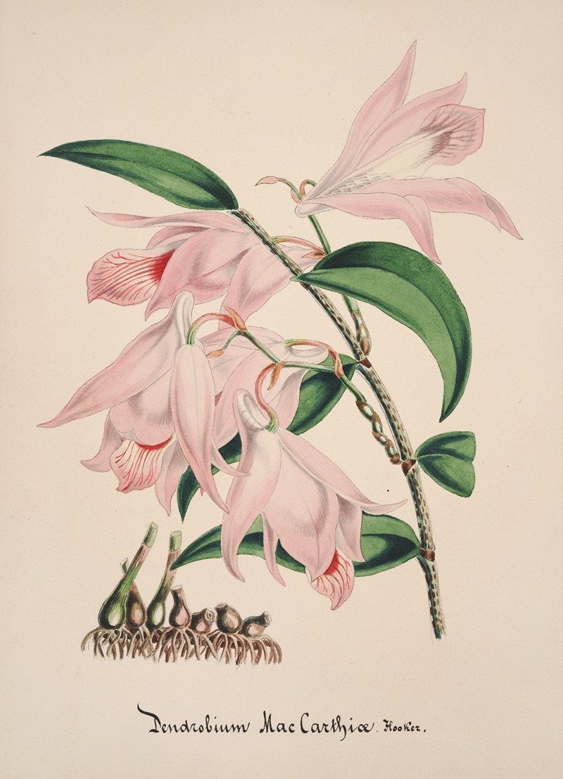 Collection d'orchidées Pl.33 by Anonymous — digital art print download