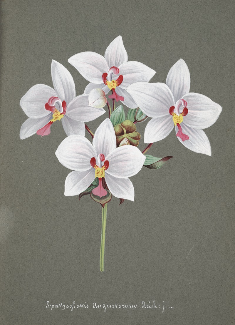 Collection d'orchidées Pl.34 by Anonymous — digital art print download