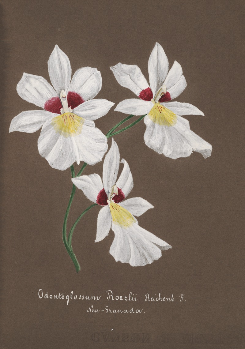 Collection d'orchidées Pl.35 by Anonymous — digital art print download