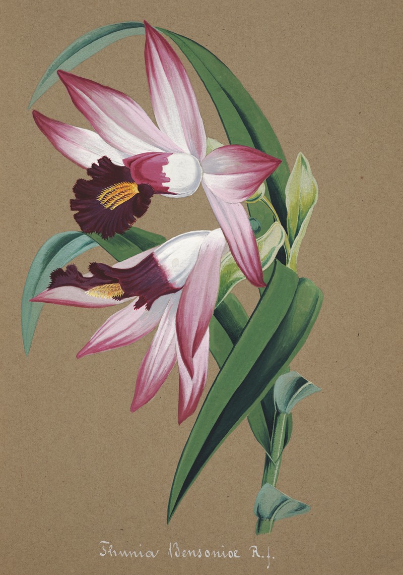 Collection d'orchidées Pl.36 by Anonymous — digital art print download