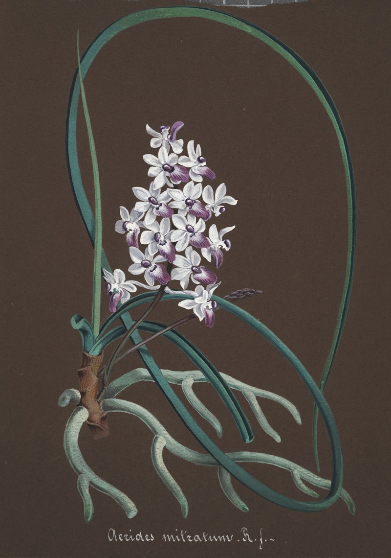 Collection d'orchidées Pl.37 by Anonymous — digital art print download