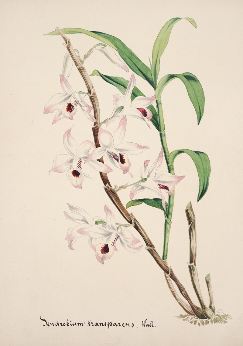 Collection d'orchidées Pl.39 by Anonymous — digital art print download