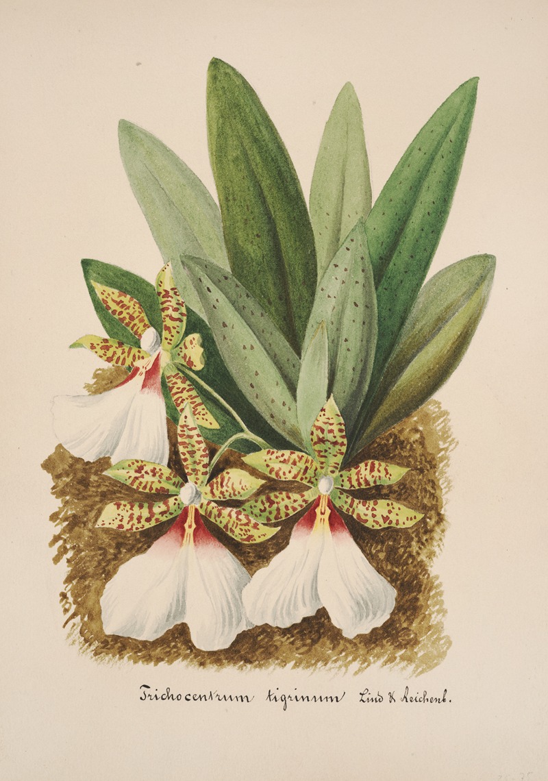 Collection d'orchidées Pl.40 by Anonymous — digital art print download