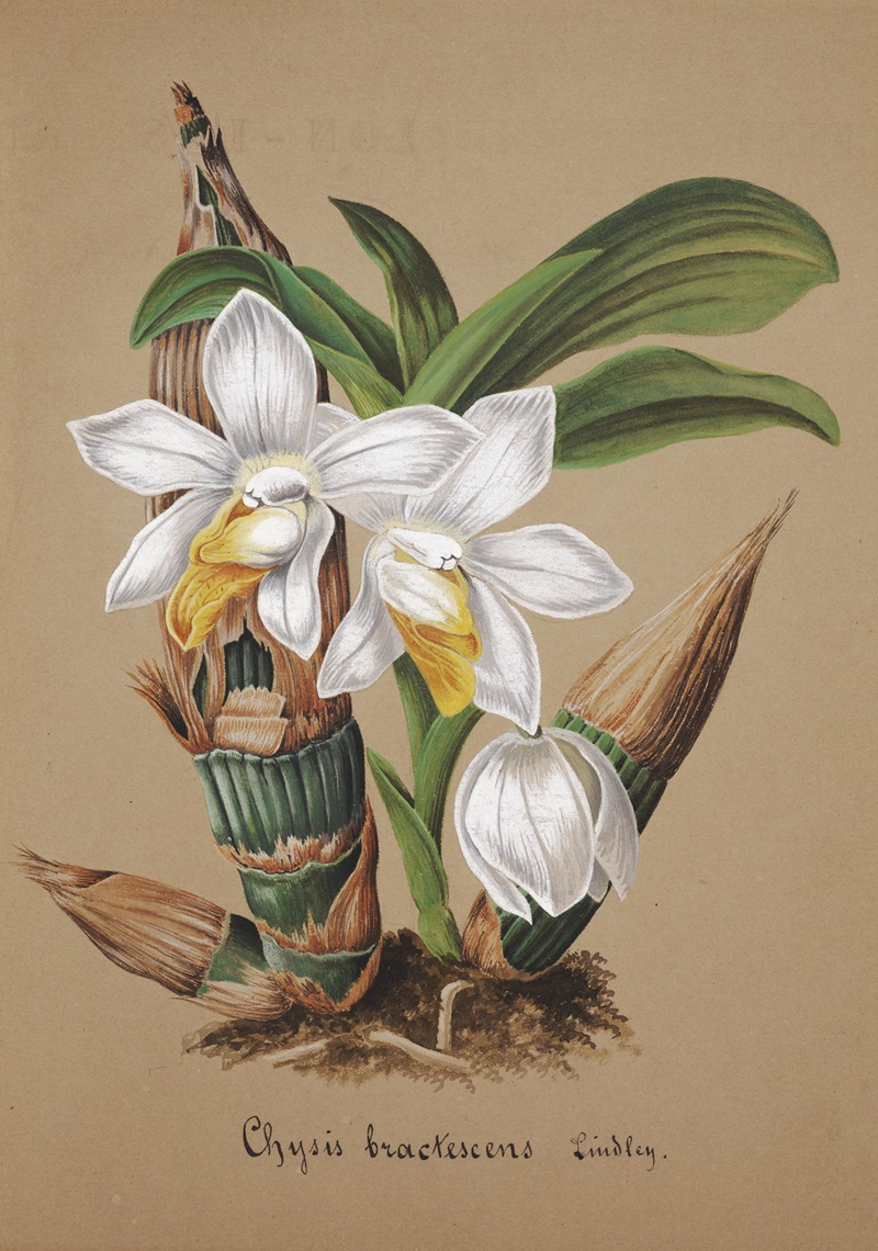 Collection d'orchidées Pl.42 by Anonymous — digital art print download