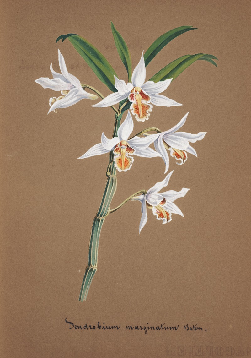 Collection d'orchidées Pl.44 by Аноним — digital art print download
