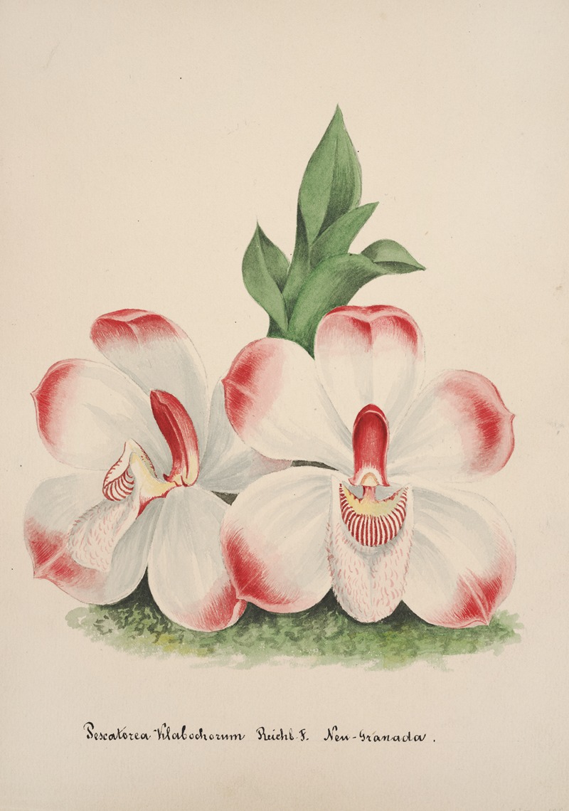Collection d'orchidées Pl.46 by Anonymous — digital art print download