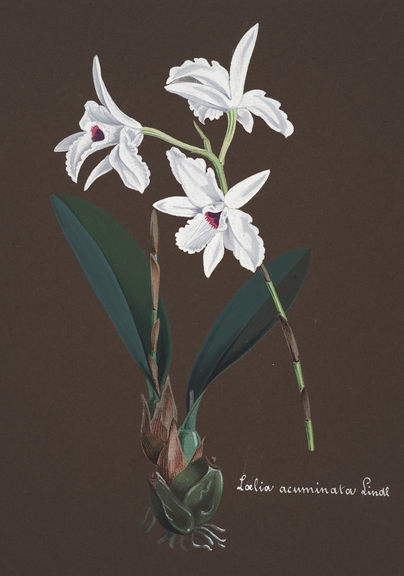 Collection d'orchidées Pl.48 by Anonymous — digital art print download