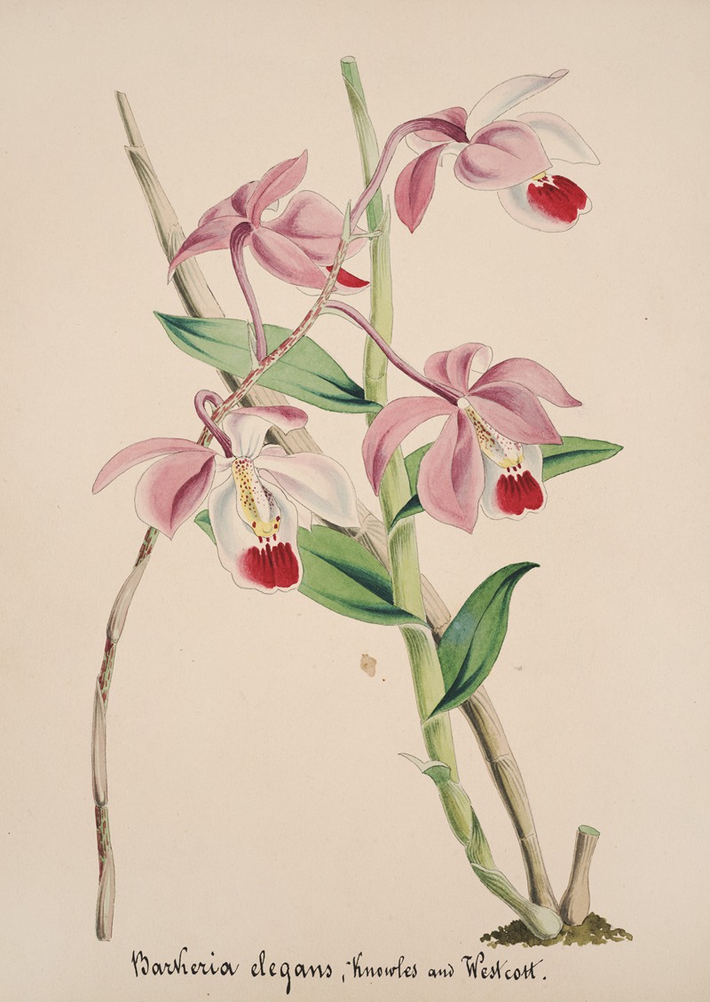 Collection d'orchidées Pl.50 by Аноним — digital art print download