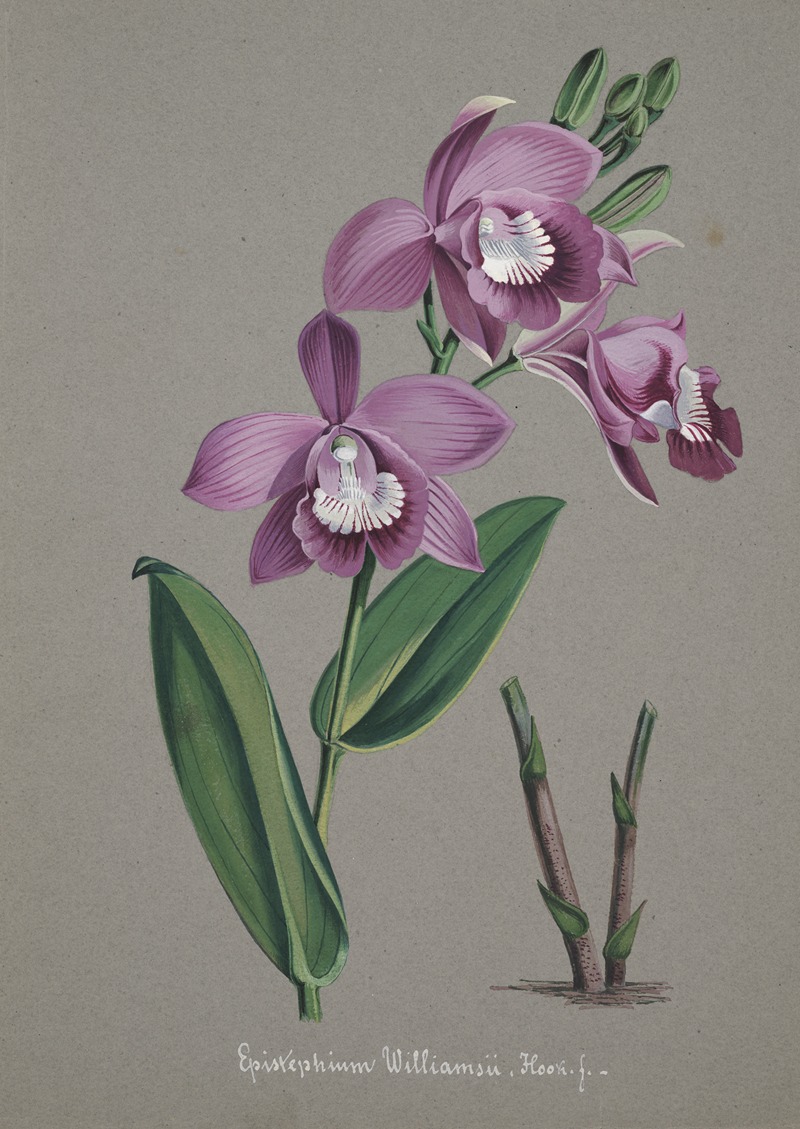 Collection d'orchidées Pl.51 by Аноним — digital art print download