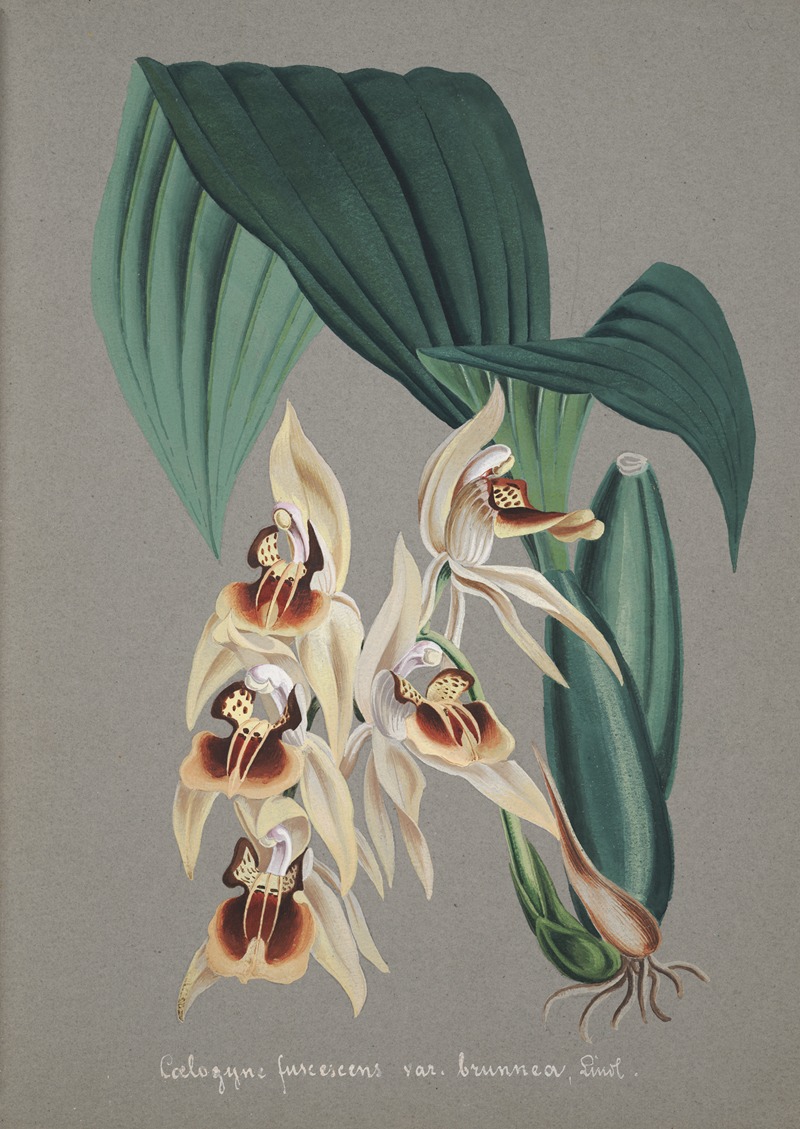 Collection d'orchidées Pl.52 by Anonymous — digital art print download
