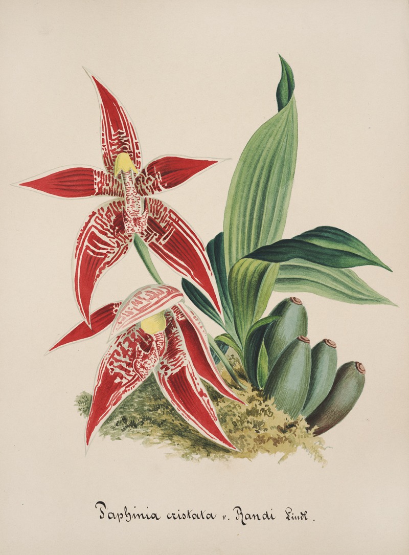 Collection d'orchidées Pl.56 by Anonymous — digital art print download