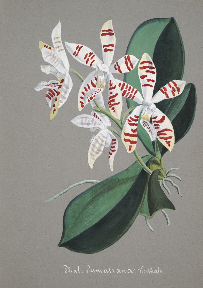 Collection d'orchidées Pl.58 by Аноним — digital art print download