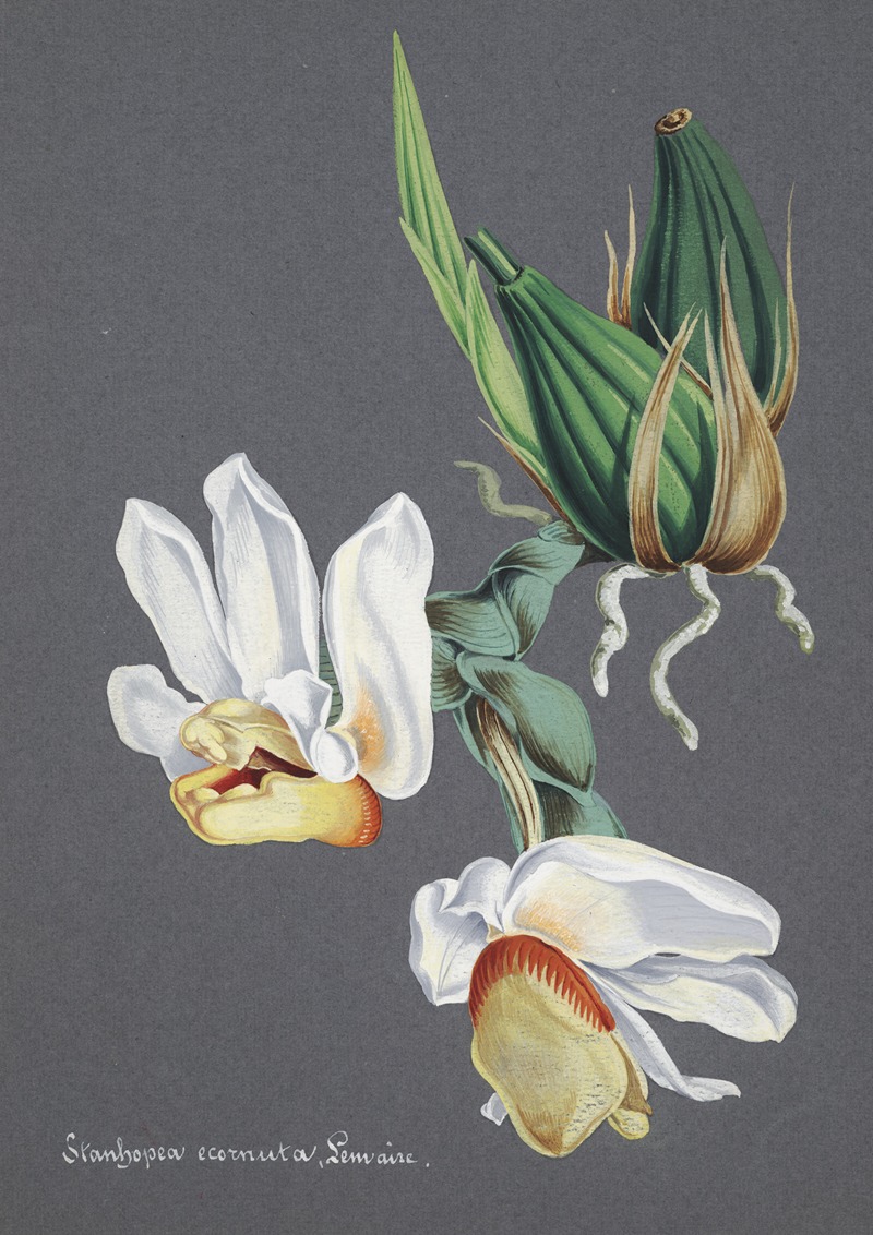 Collection d'orchidées Pl.59 by Anonymous — digital art print download
