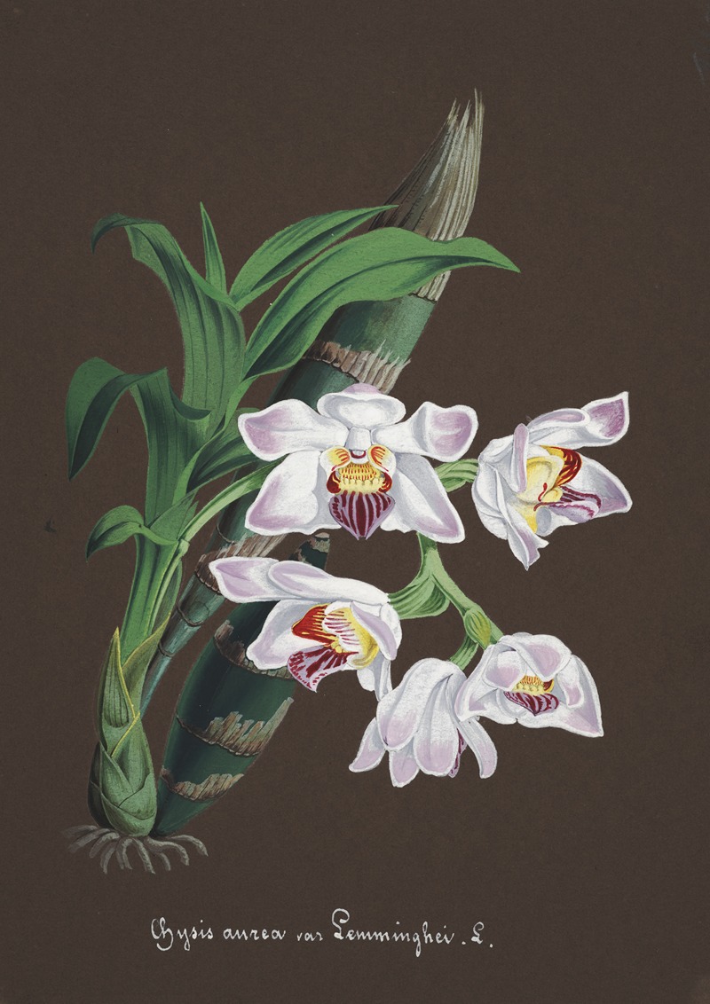 Collection d'orchidées Pl.60 by Anonymous — digital art print download