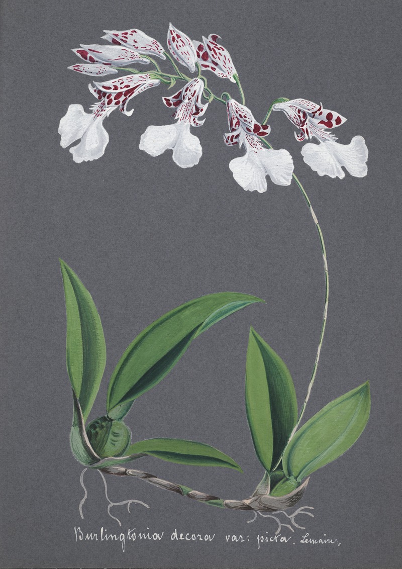Collection d'orchidées Pl.61 by Anonymous — digital art print download