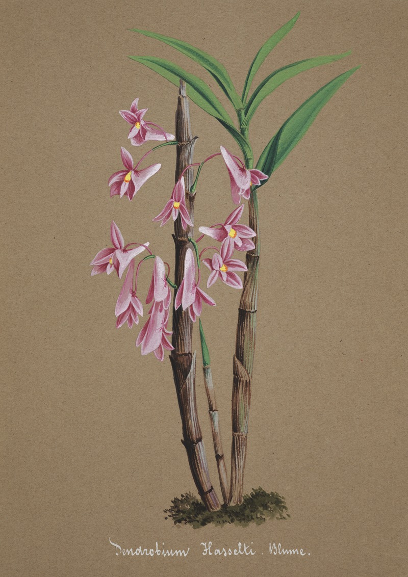 Collection d'orchidées Pl.63 by Anonymous — digital art print download