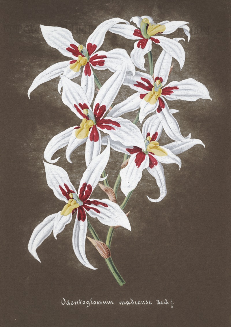 Collection d'orchidées Pl.64 by Аноним — digital art print download