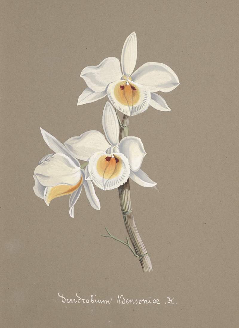 Collection d'orchidées Pl.66 by Anonymous — digital art print download
