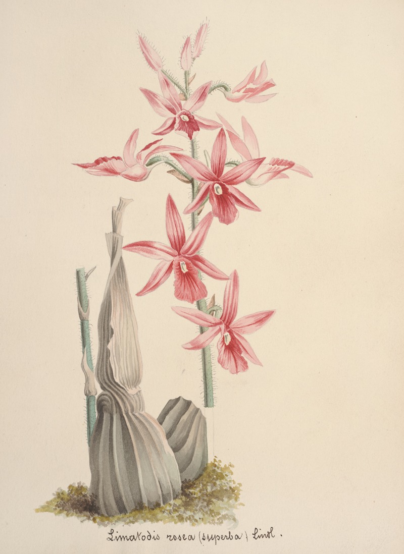 Collection d'orchidées Pl.67 by Anonymous — digital art print download