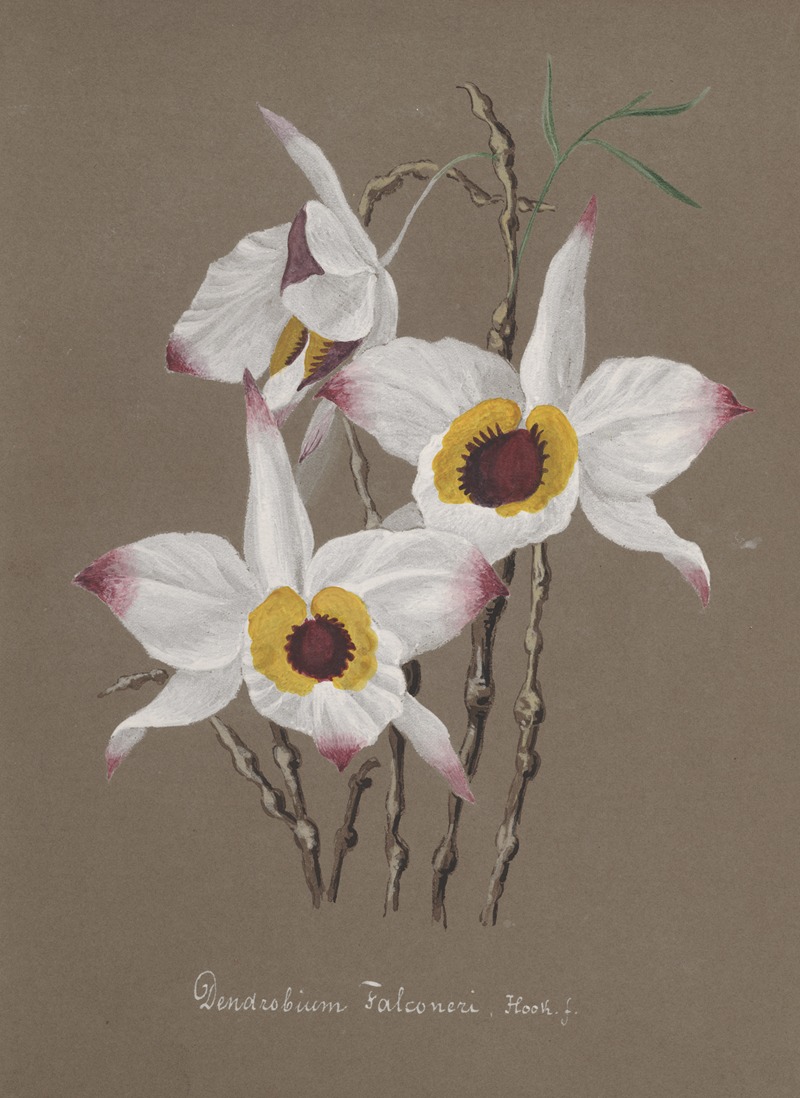 Collection d'orchidées Pl.68 by Anonymous — digital art print download