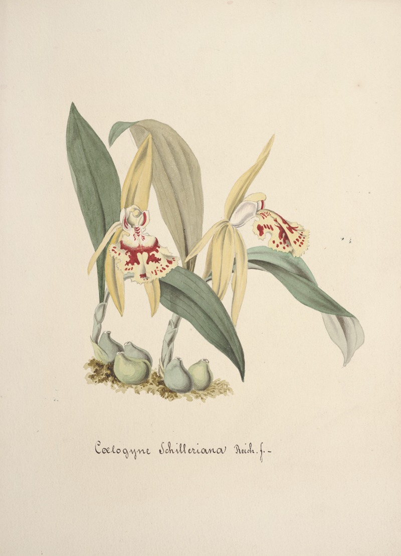 Collection d'orchidées Pl.69 by Anonymous — digital art print download