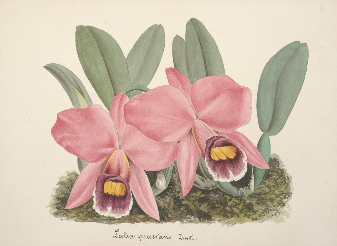 Collection d'orchidées Pl.70 by Anonymous — digital art print download