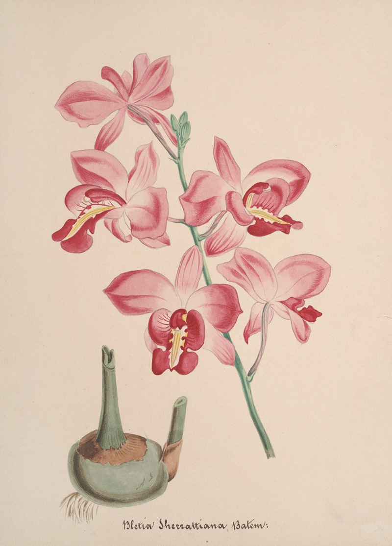 Collection d'orchidées Pl.72 by Anonymous — digital art print download