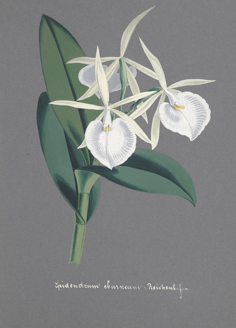 Collection d'orchidées Pl.74 by Anonymous — digital art print download