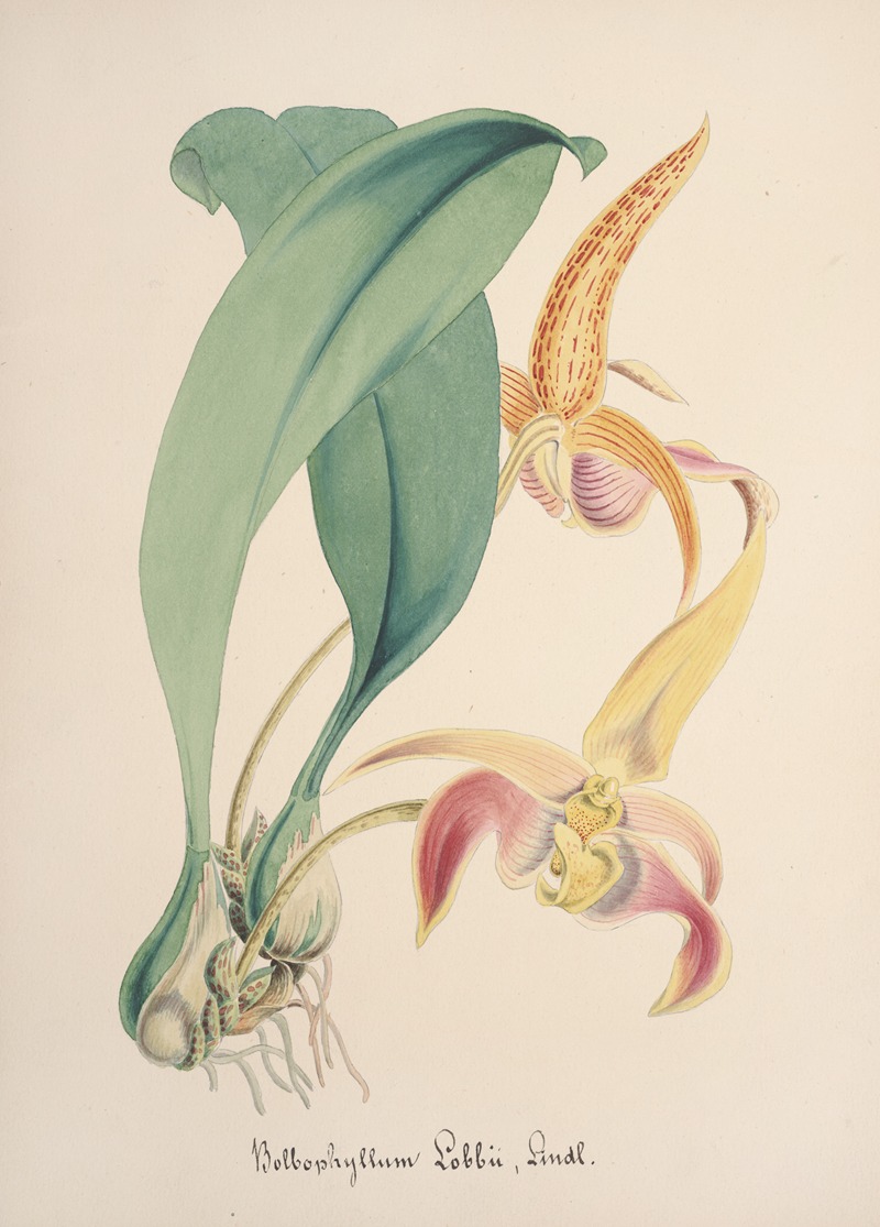 Collection d'orchidées Pl.77 by Anonymous — digital art print download