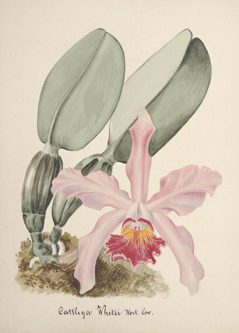 Collection d'orchidées Pl.78 by Anonymous — digital art print download