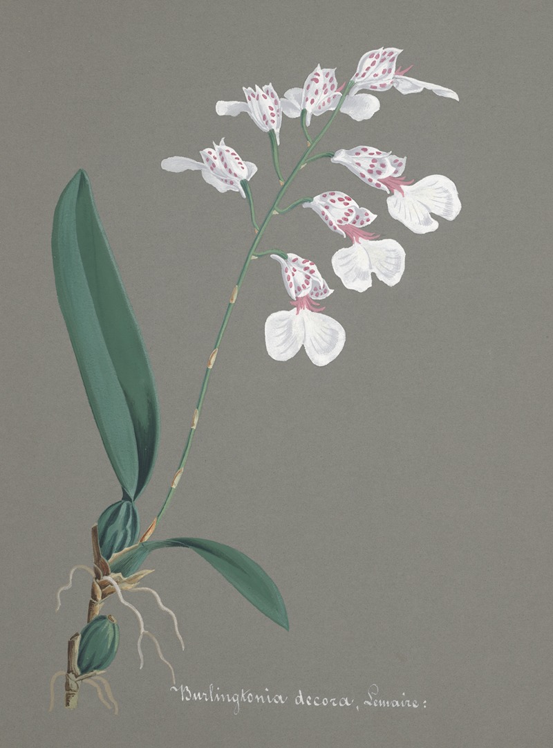 Collection d'orchidées Pl.79 by Anonymous — digital art print download