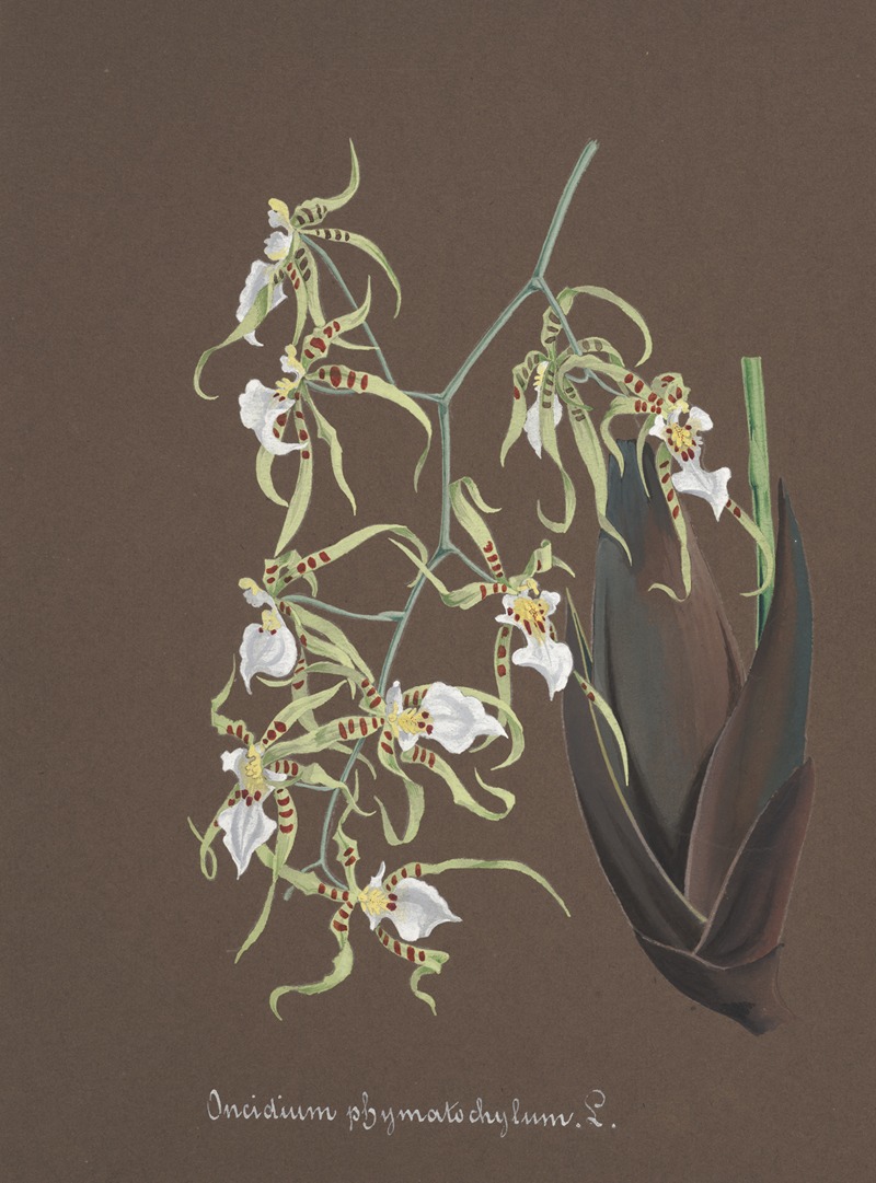 Collection d'orchidées Pl.81 by Anonymous — digital art print download