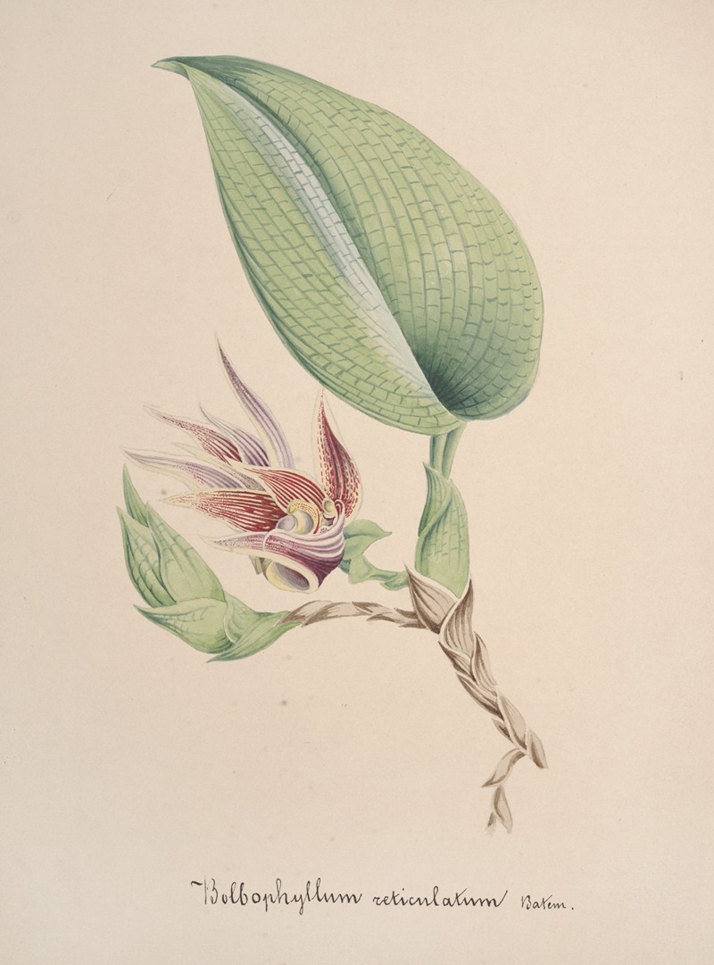 Collection d'orchidées Pl.82 by Аноним — digital art print download