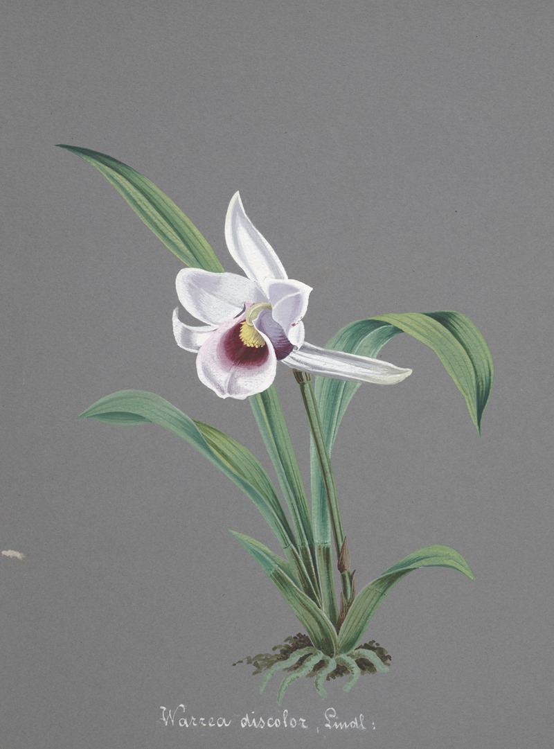 Collection d'orchidées Pl.83 by Anonymous — digital art print download