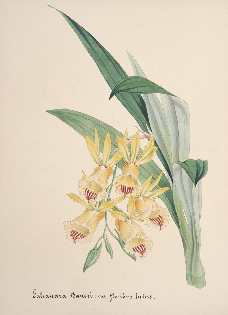 Collection d'orchidées Pl.84 by Аноним — digital art print download