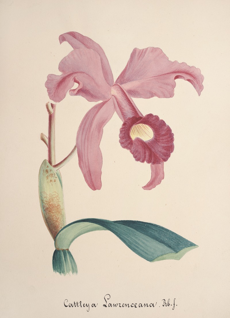 Collection d'orchidées Pl.85 by Anonymous — digital art print download