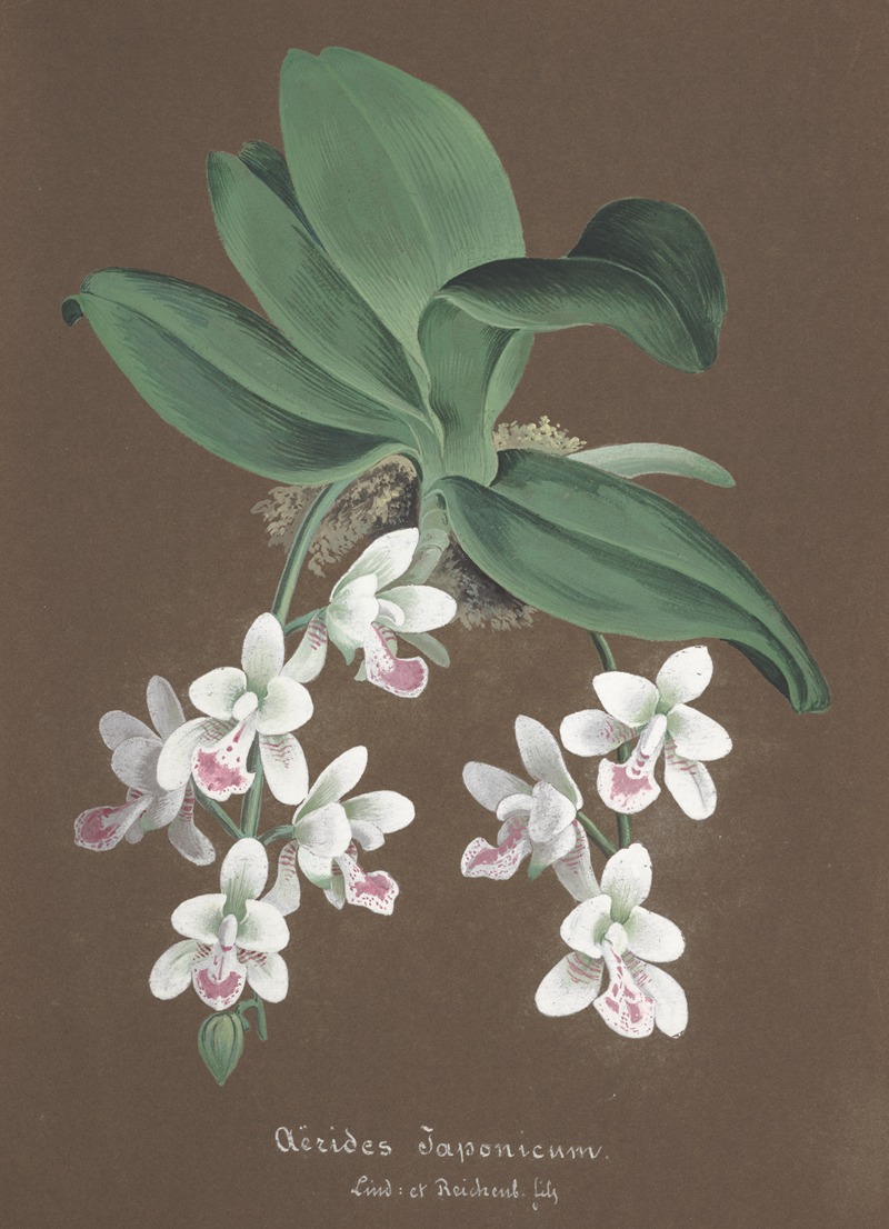 Collection d'orchidées Pl.86 by Anonymous — digital art print download