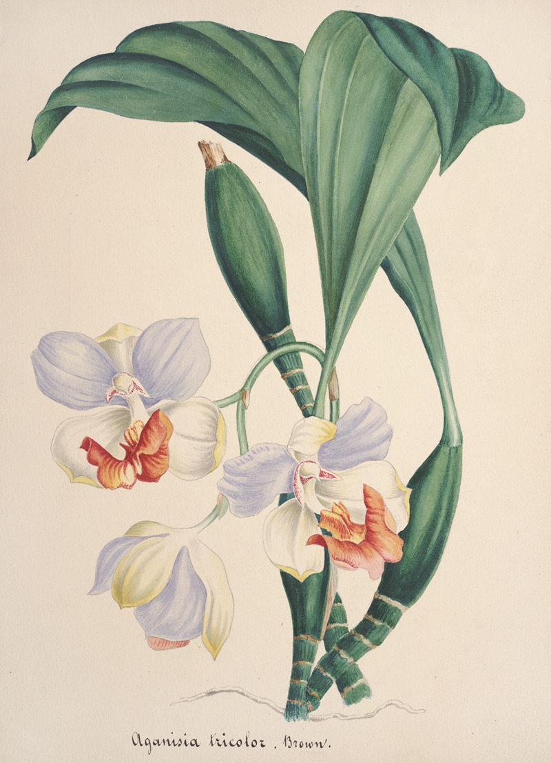 Collection d'orchidées Pl.88 by Аноним — digital art print download