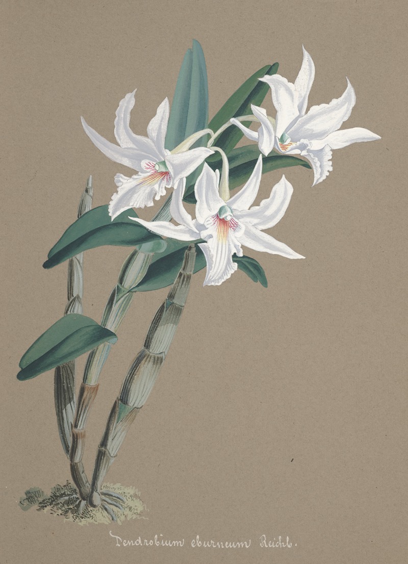Collection d'orchidées Pl.89 by Anonymous — digital art print download