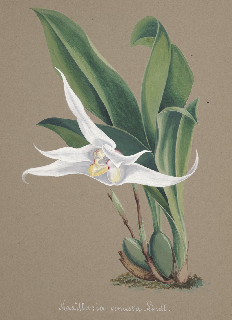 Collection d'orchidées Pl.90 by Anonymous — digital art print download