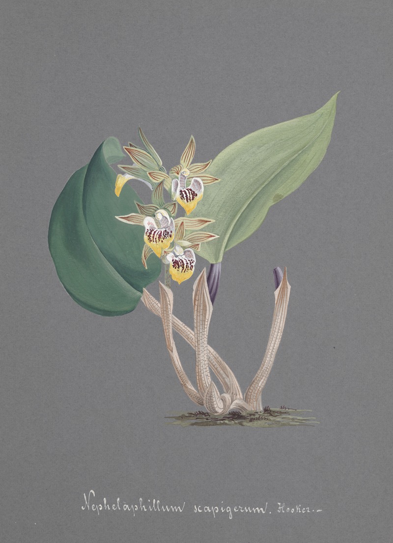 Collection d'orchidées Pl.91 by Anonymous — digital art print download