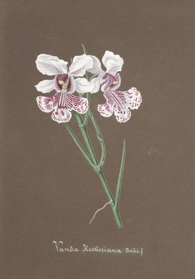 Collection d'orchidées Pl.92 by Аноним — digital art print download