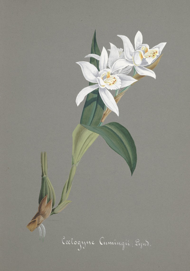 Collection d'orchidées Pl.93 by Anonymous — digital art print download