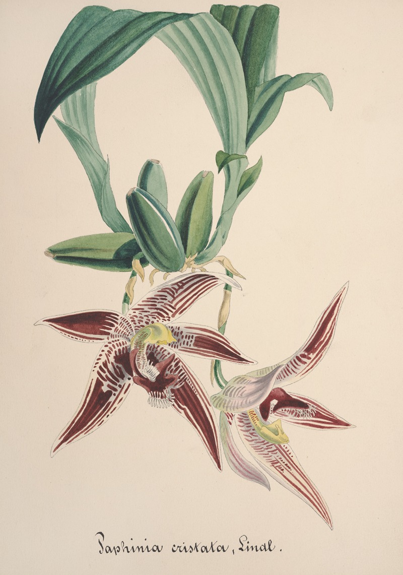 Collection d'orchidées Pl.94 by Anonymous — digital art print download