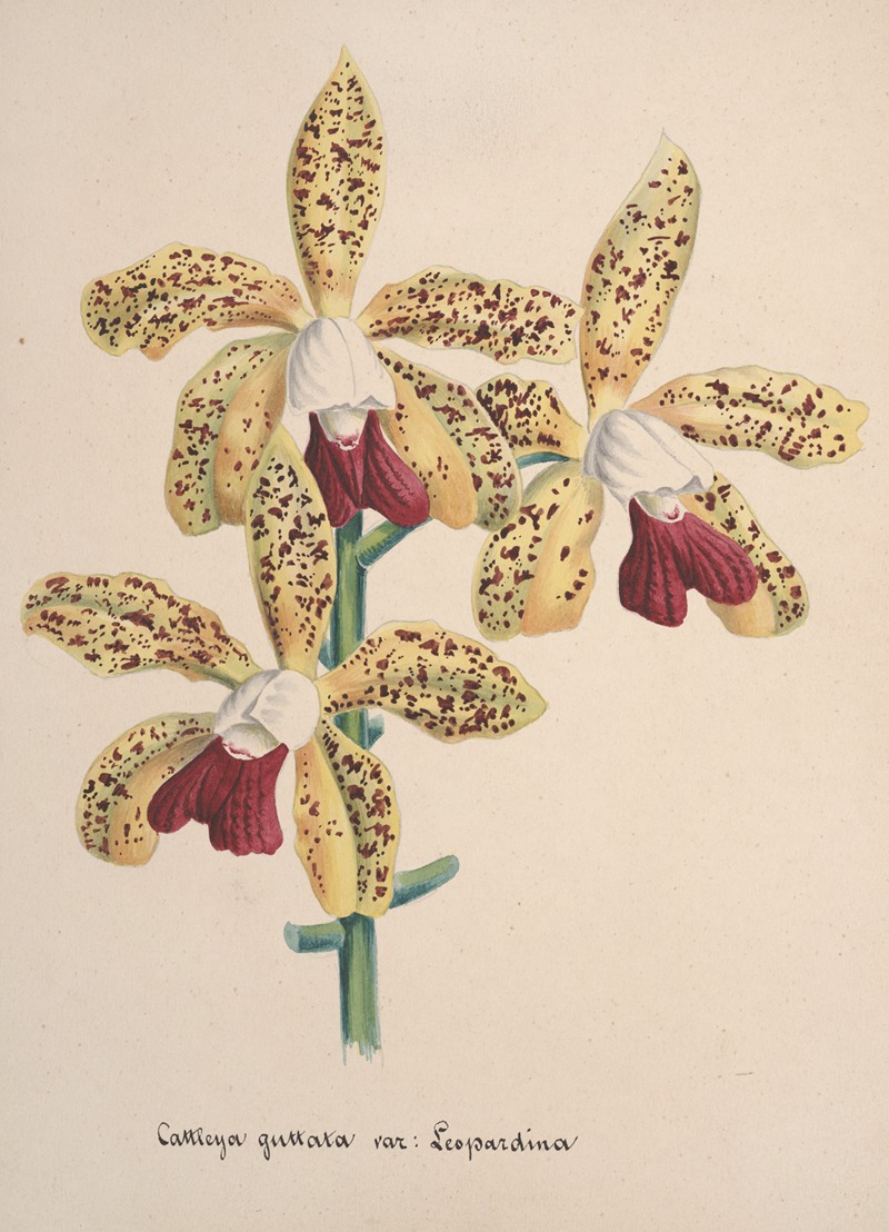 Collection d'orchidées Pl.96 by Anonymous — digital art print download
